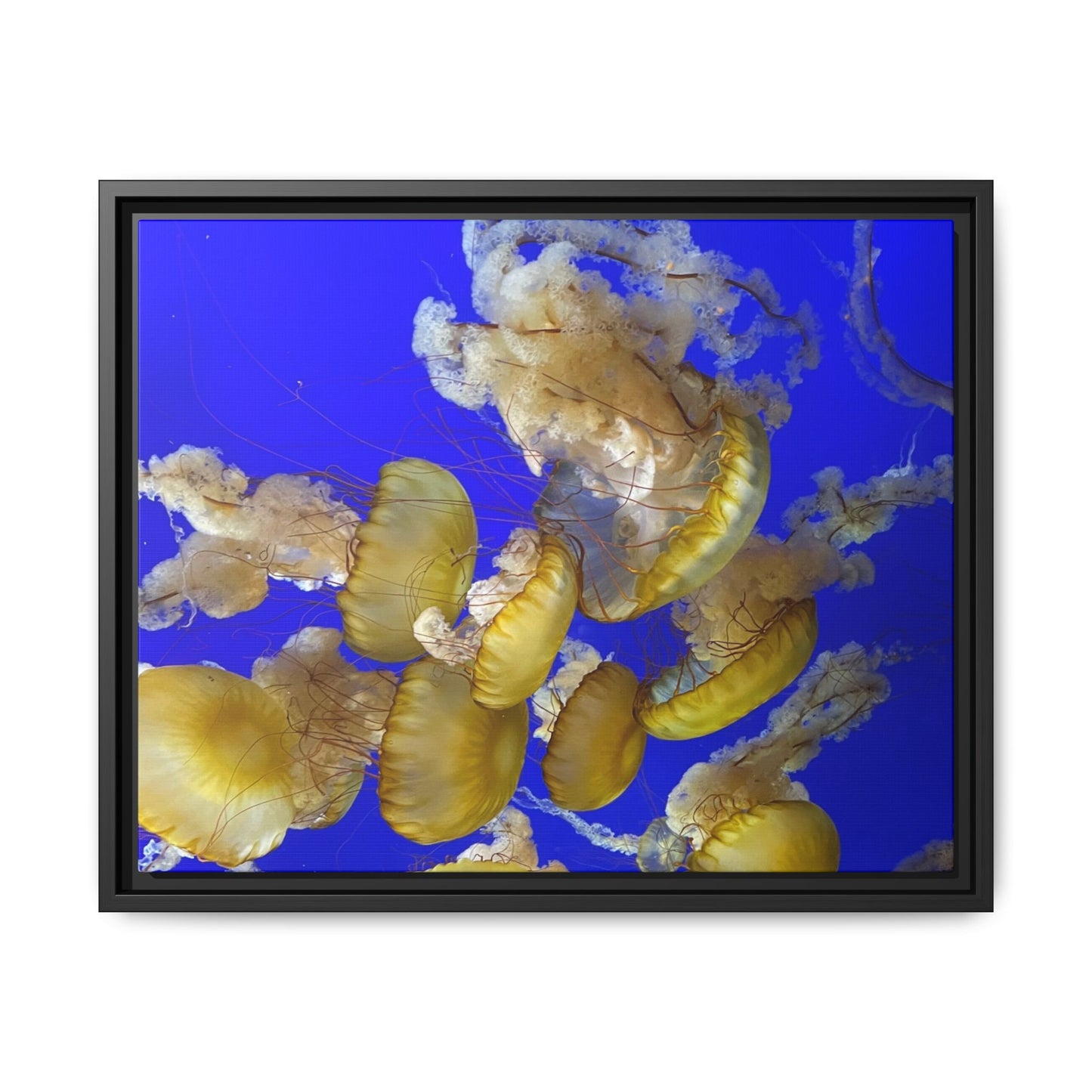 Canvas Wall Art - Jellyfish Theme
