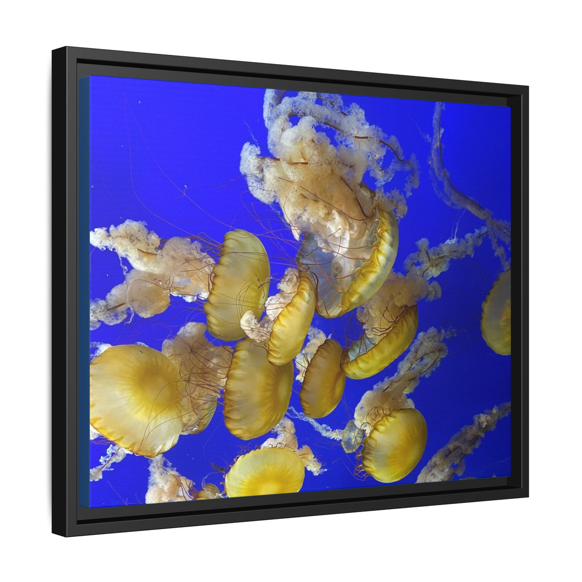 Framed Jellyfish Canvas Print — Golden Jellyfish on Deep Blue Matte