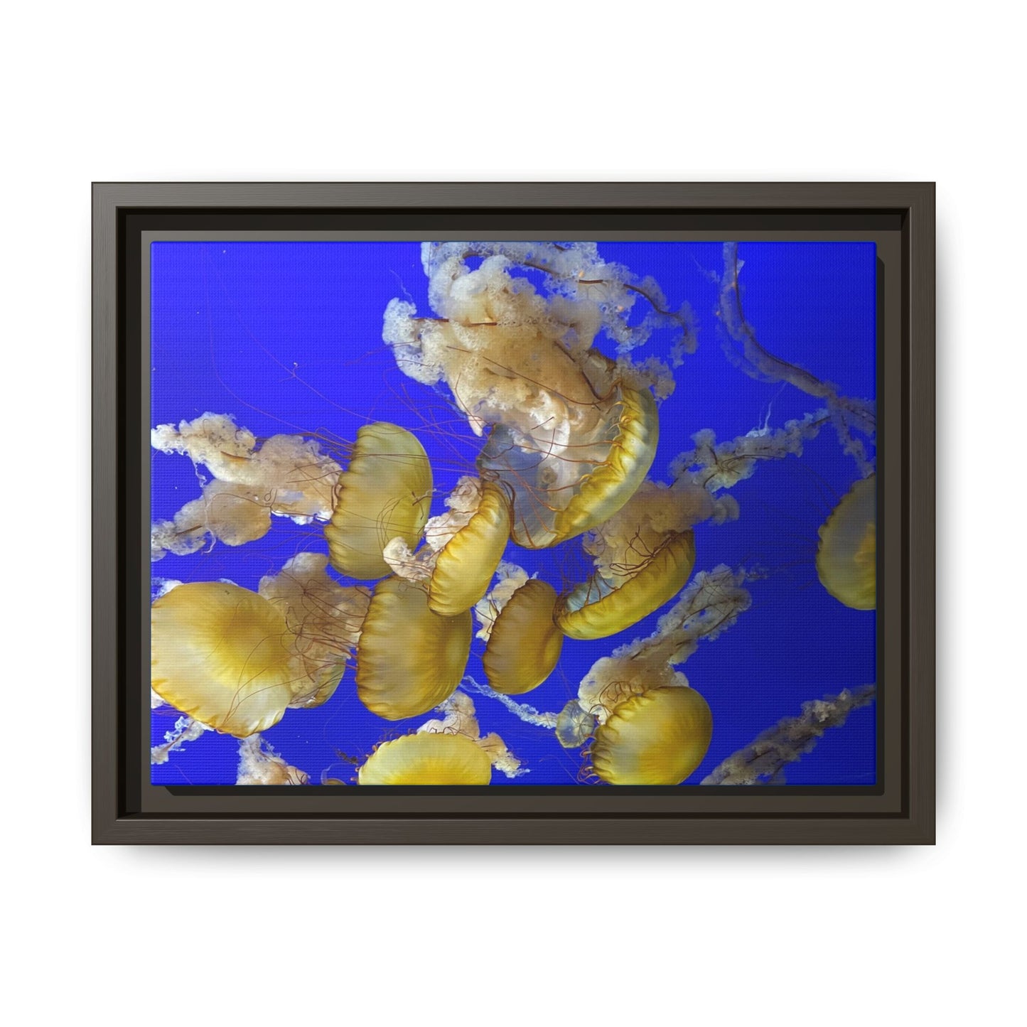 Framed Jellyfish Canvas Print — Golden Jellyfish on Deep Blue Matte