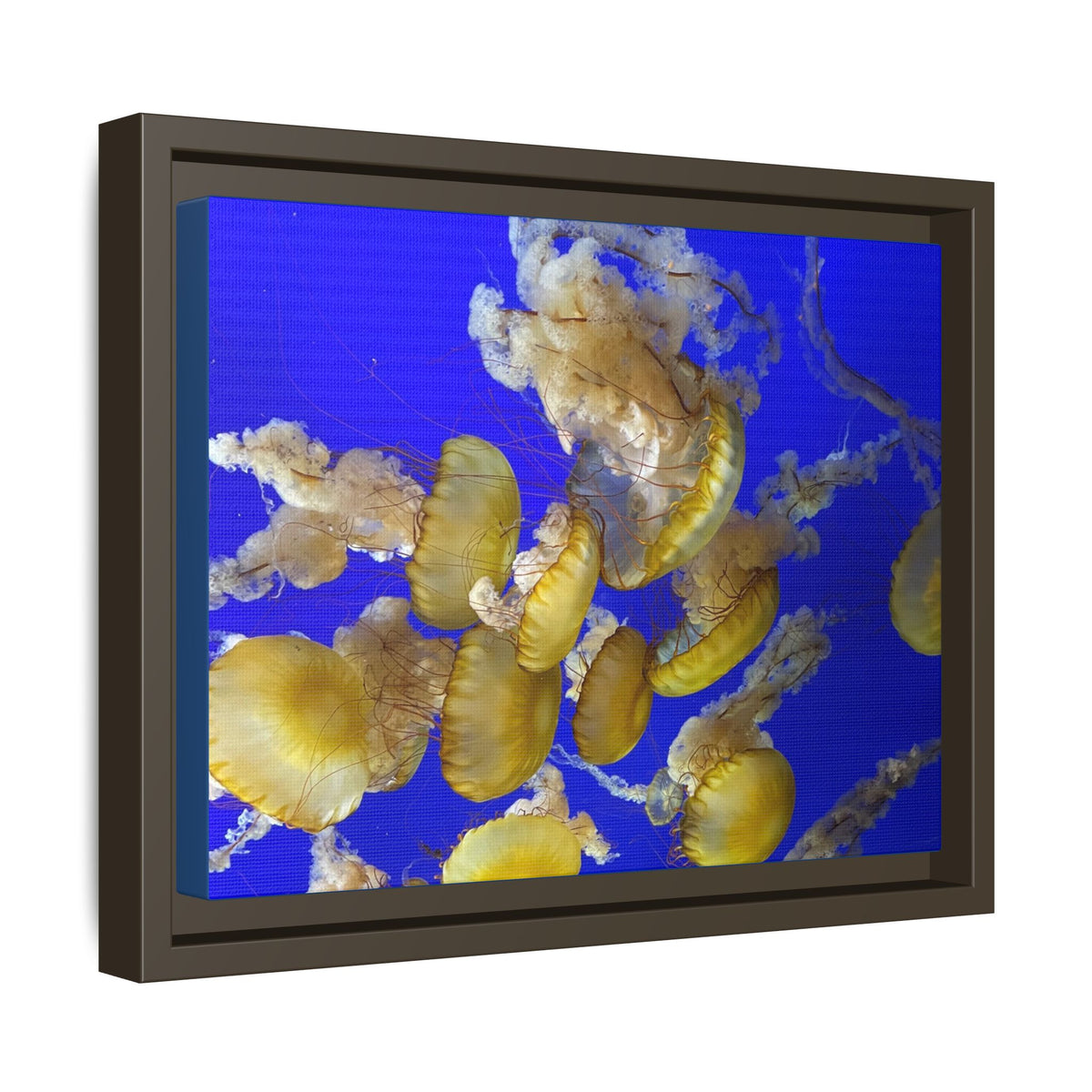 Framed Jellyfish Canvas Print — Golden Jellyfish on Deep Blue Matte