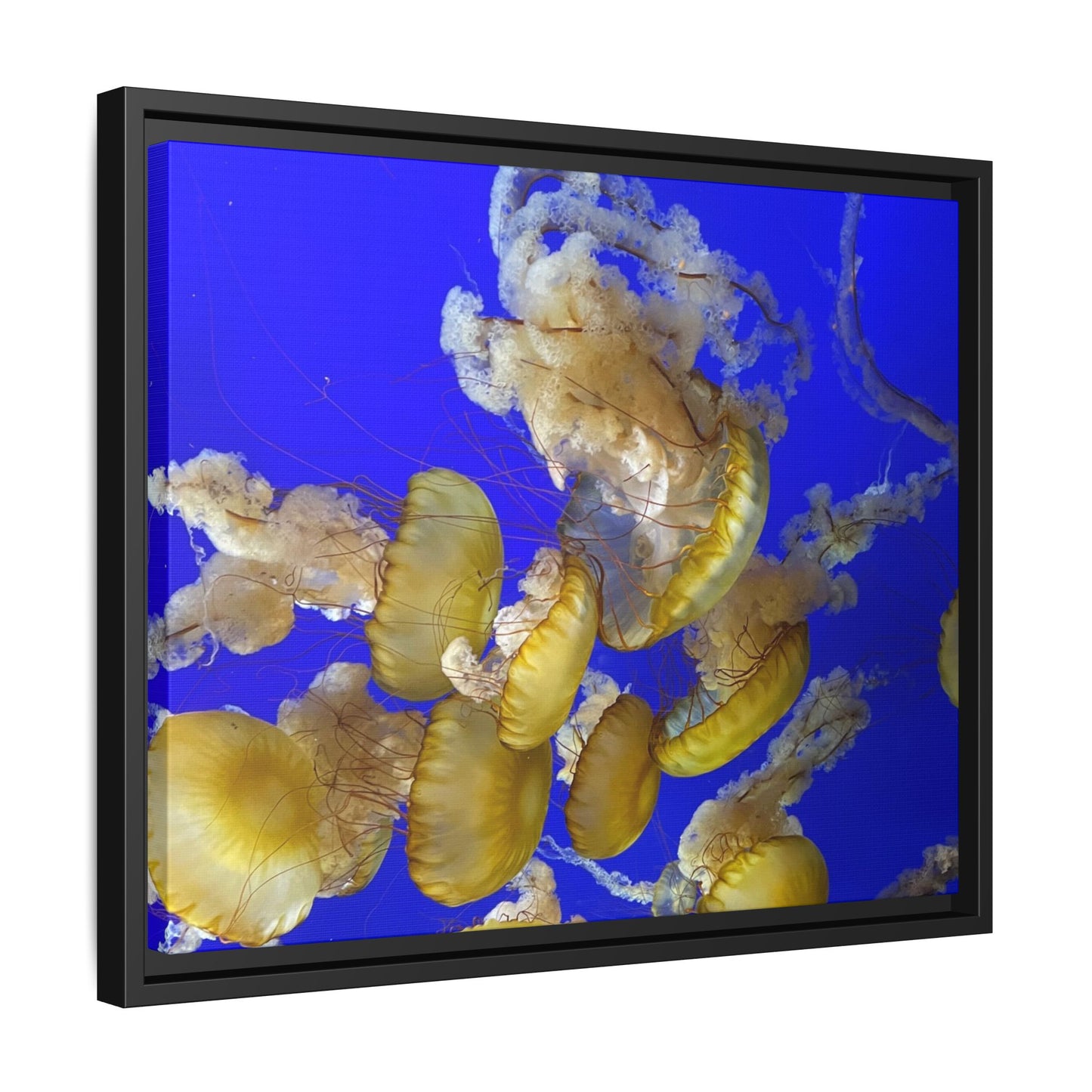 Canvas Wall Art - Jellyfish Theme