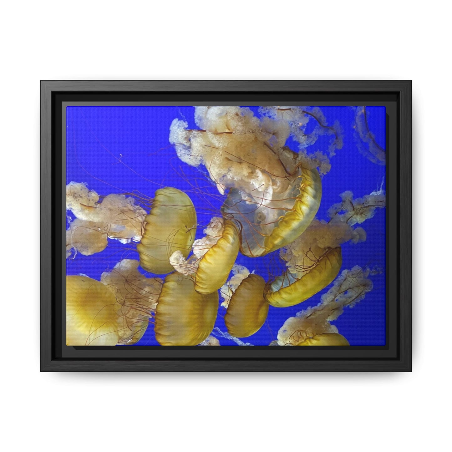 Canvas Wall Art - Jellyfish Theme