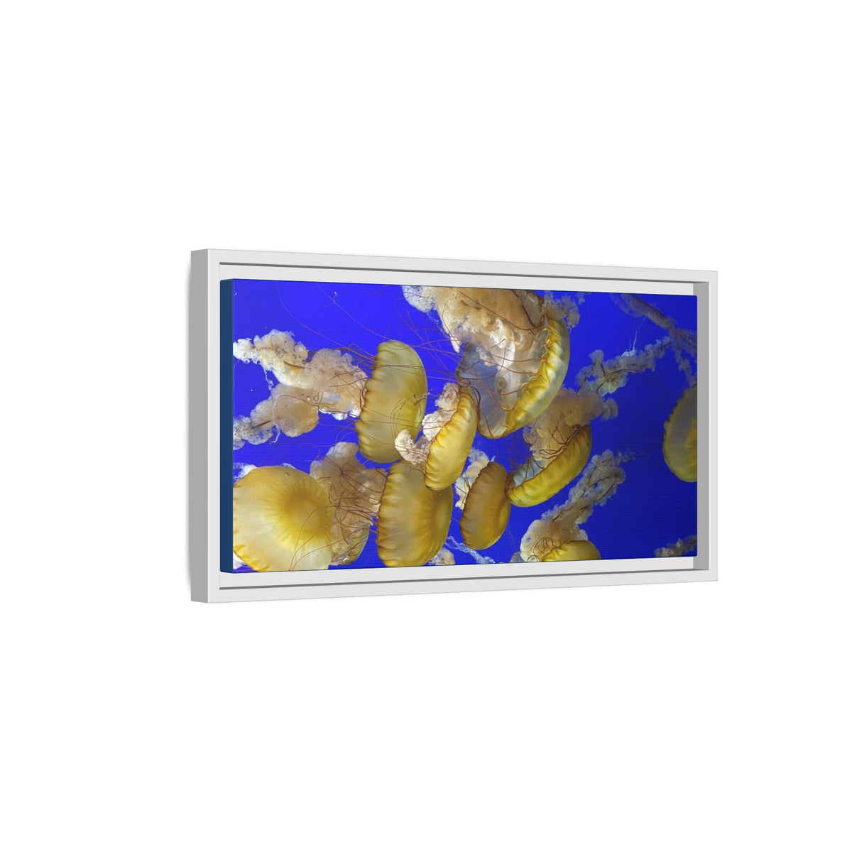 Framed Jellyfish Canvas Print — Golden Jellyfish on Deep Blue Matte