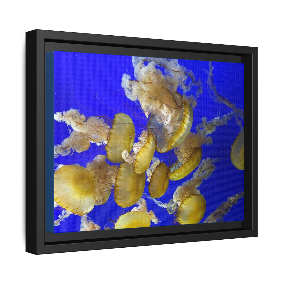 Framed Jellyfish Canvas Print — Golden Jellyfish on Deep Blue Matte