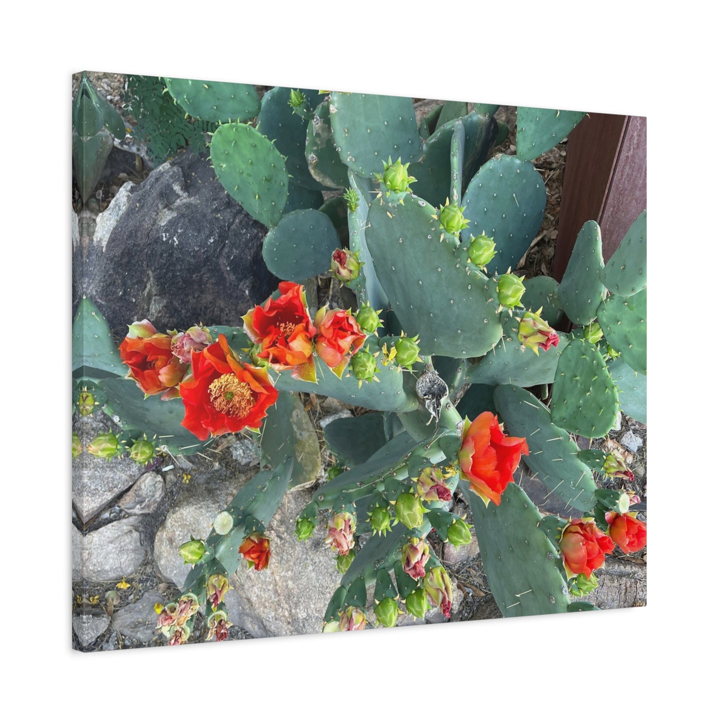 Canvas Print - Cactus Theme