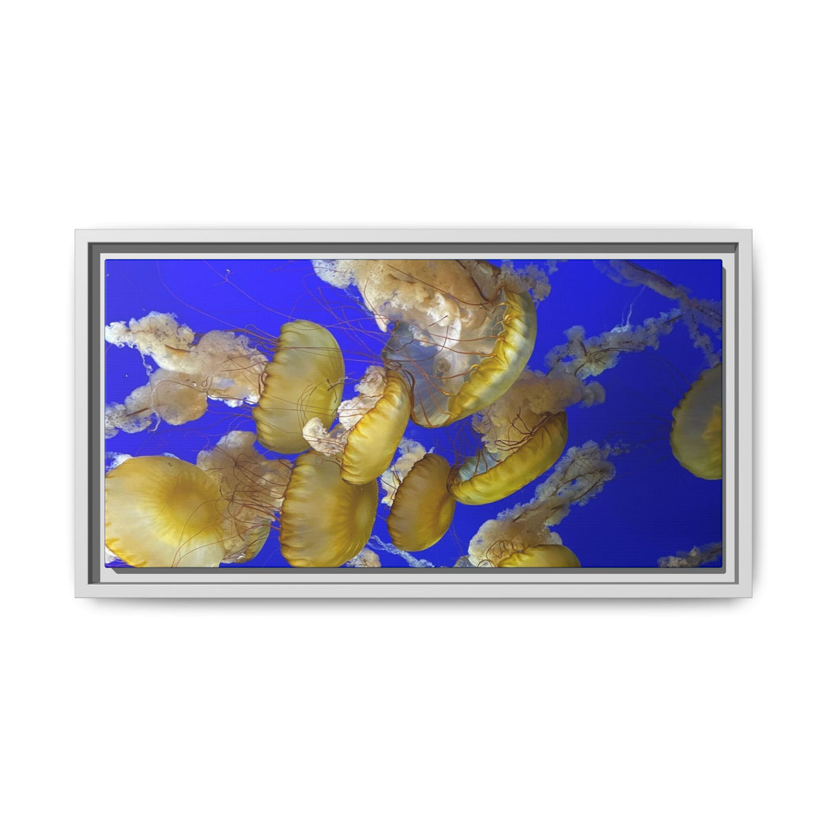 Framed Jellyfish Canvas Print — Golden Jellyfish on Deep Blue Matte