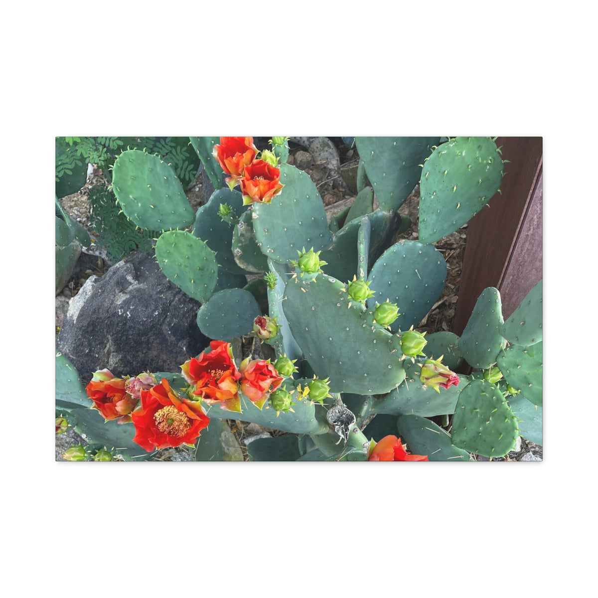 Canvas Print - Cactus Theme