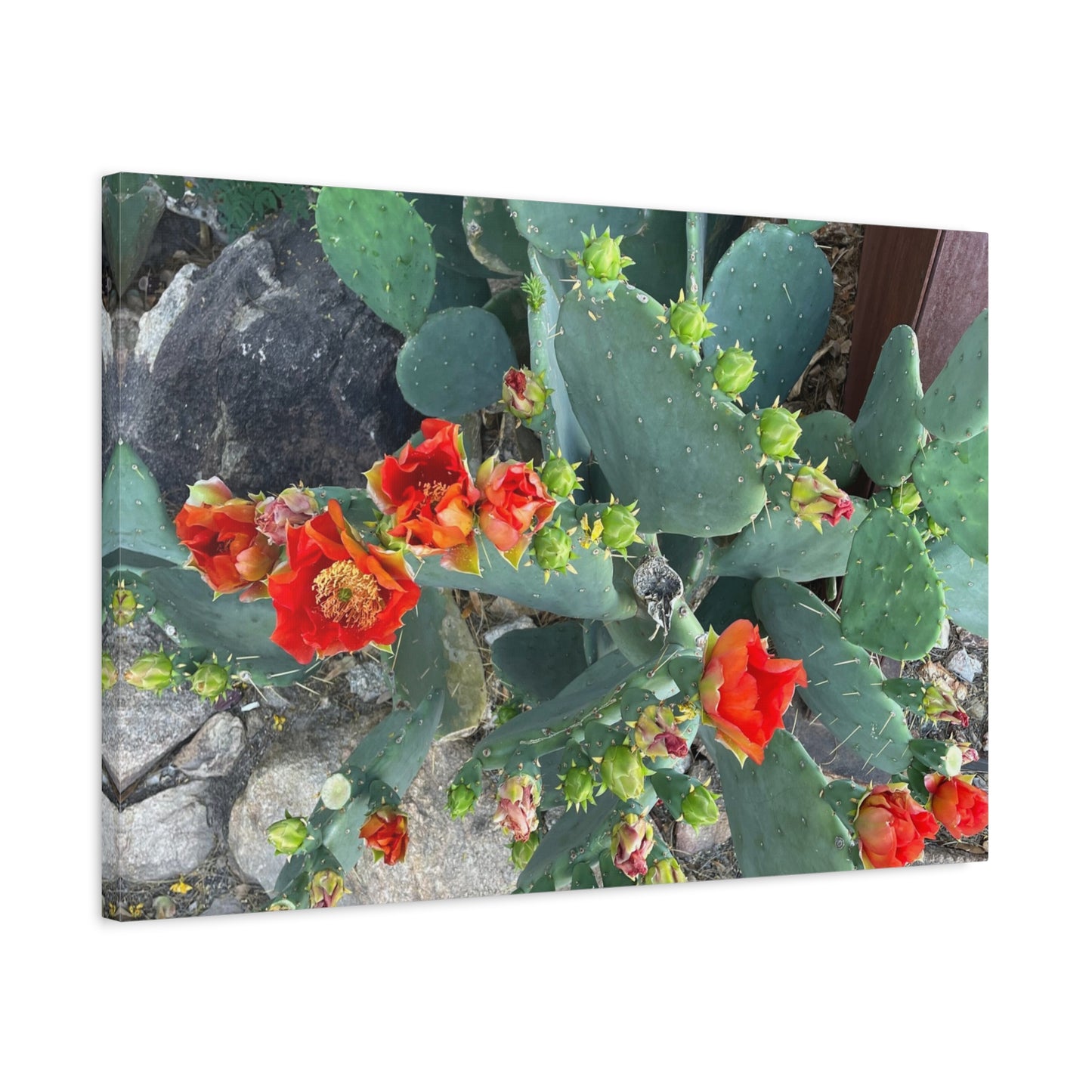 Canvas Print - Cactus Theme