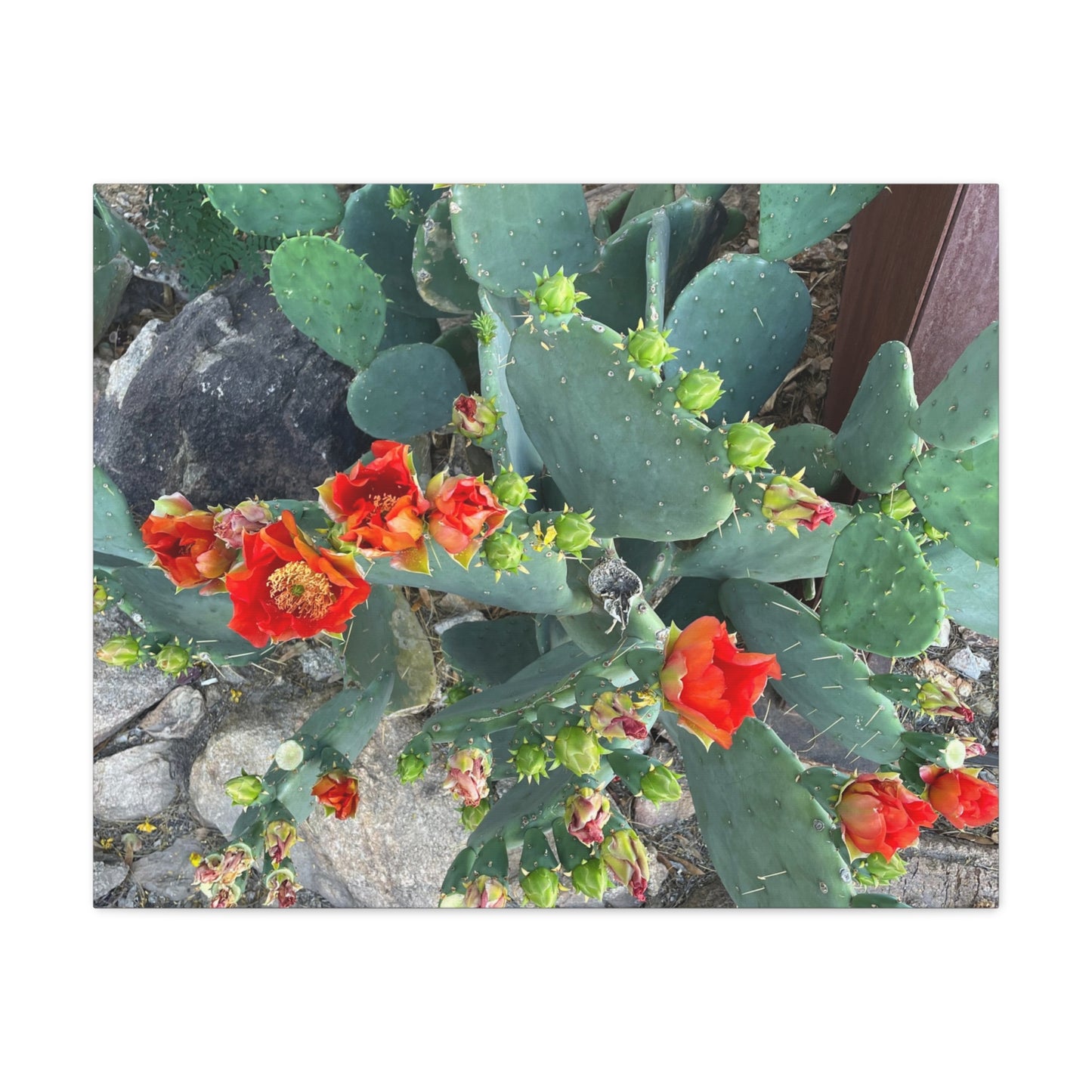 Canvas Print - Cactus Theme