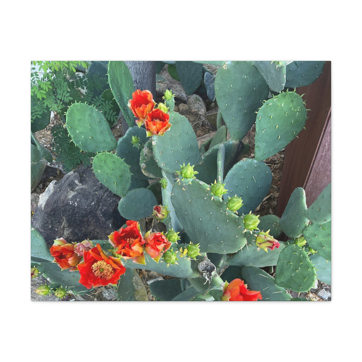 Canvas Print - Cactus Theme