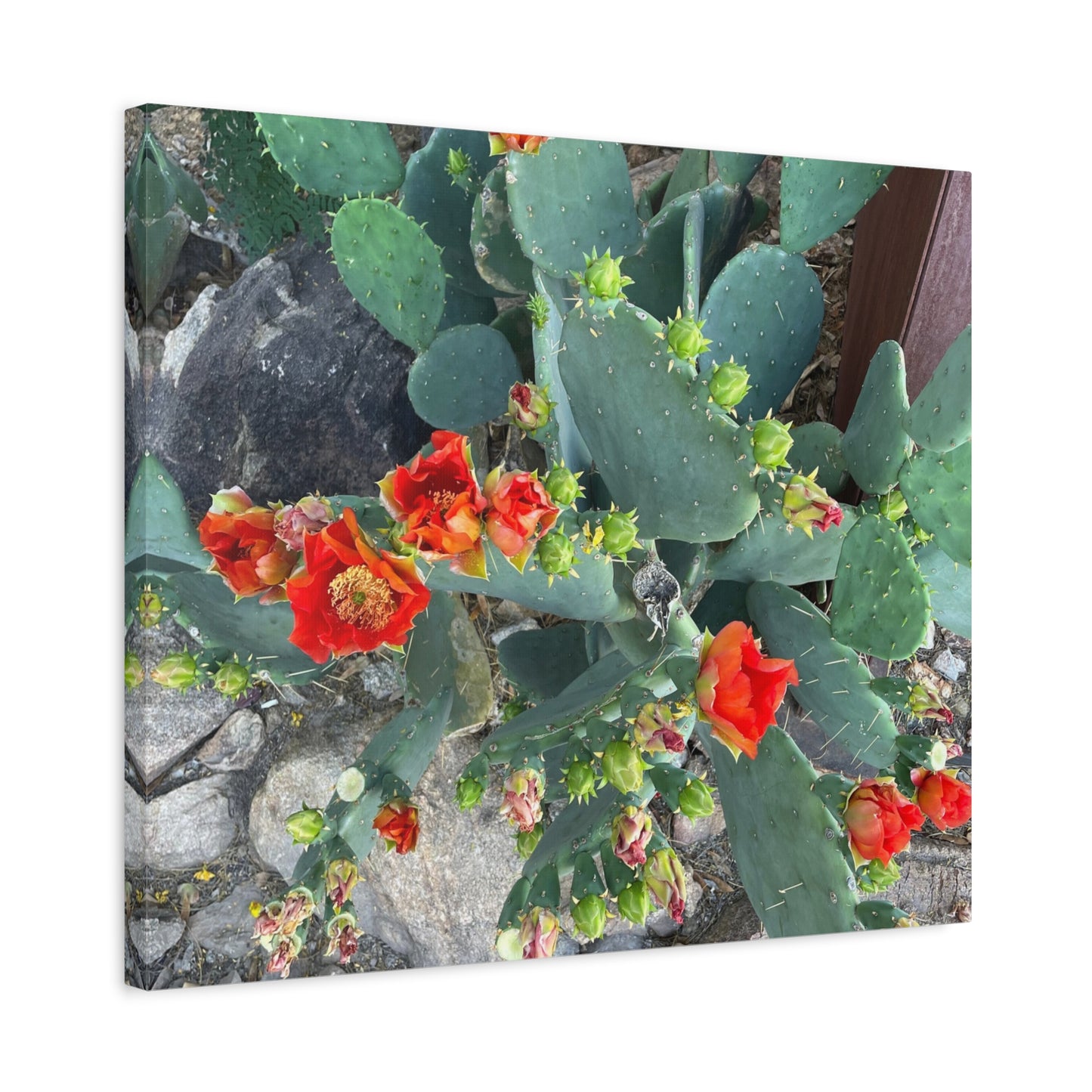 Canvas Print - Cactus Theme