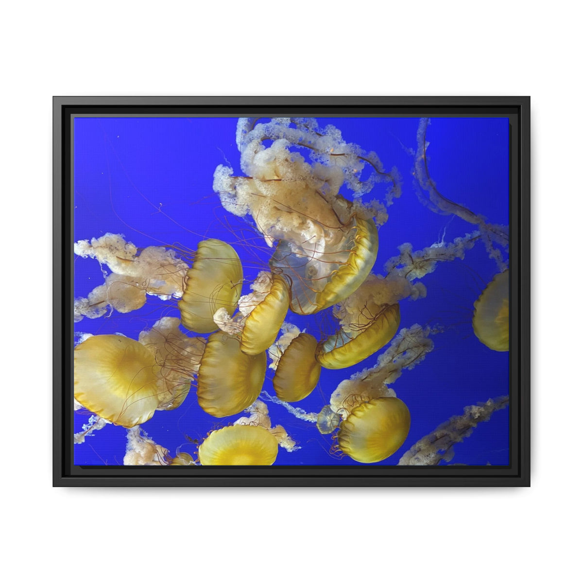 Framed Jellyfish Canvas Print — Golden Jellyfish on Deep Blue Matte