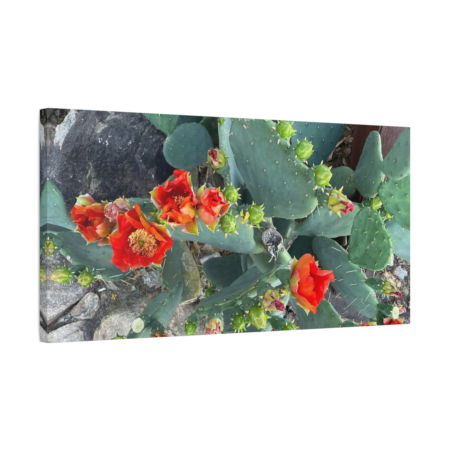 Canvas Print - Cactus Theme