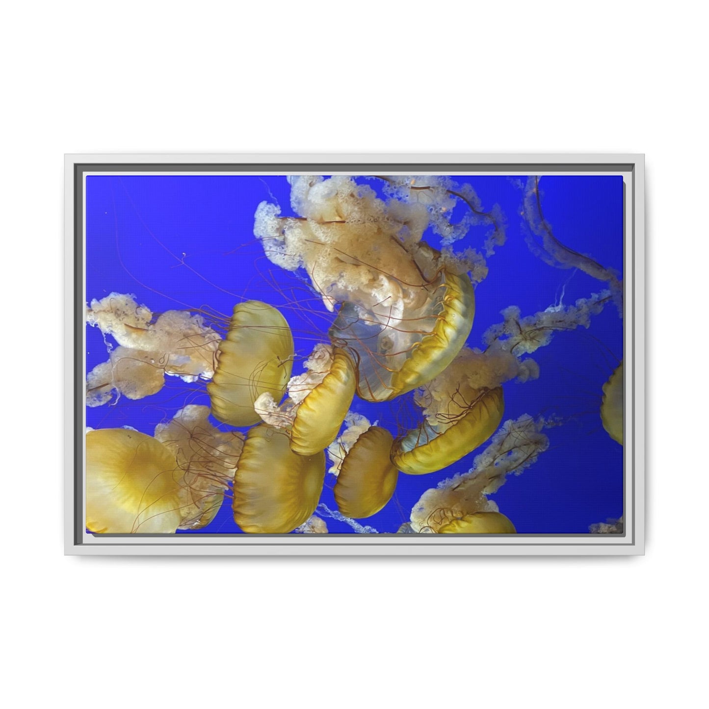 Canvas Wall Art - Jellyfish Theme