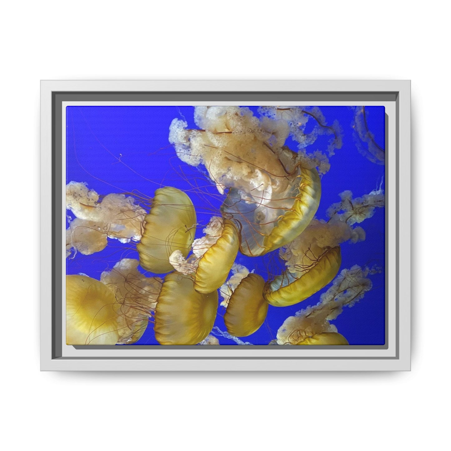 Canvas Wall Art - Jellyfish Theme