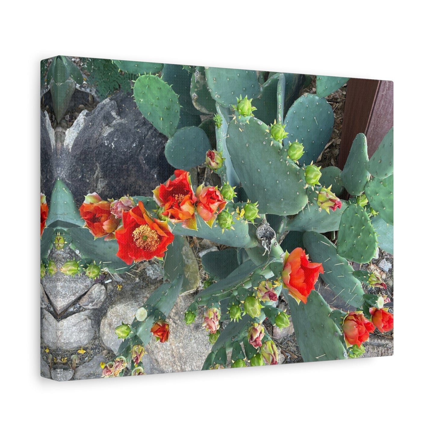 Canvas Print - Cactus Theme