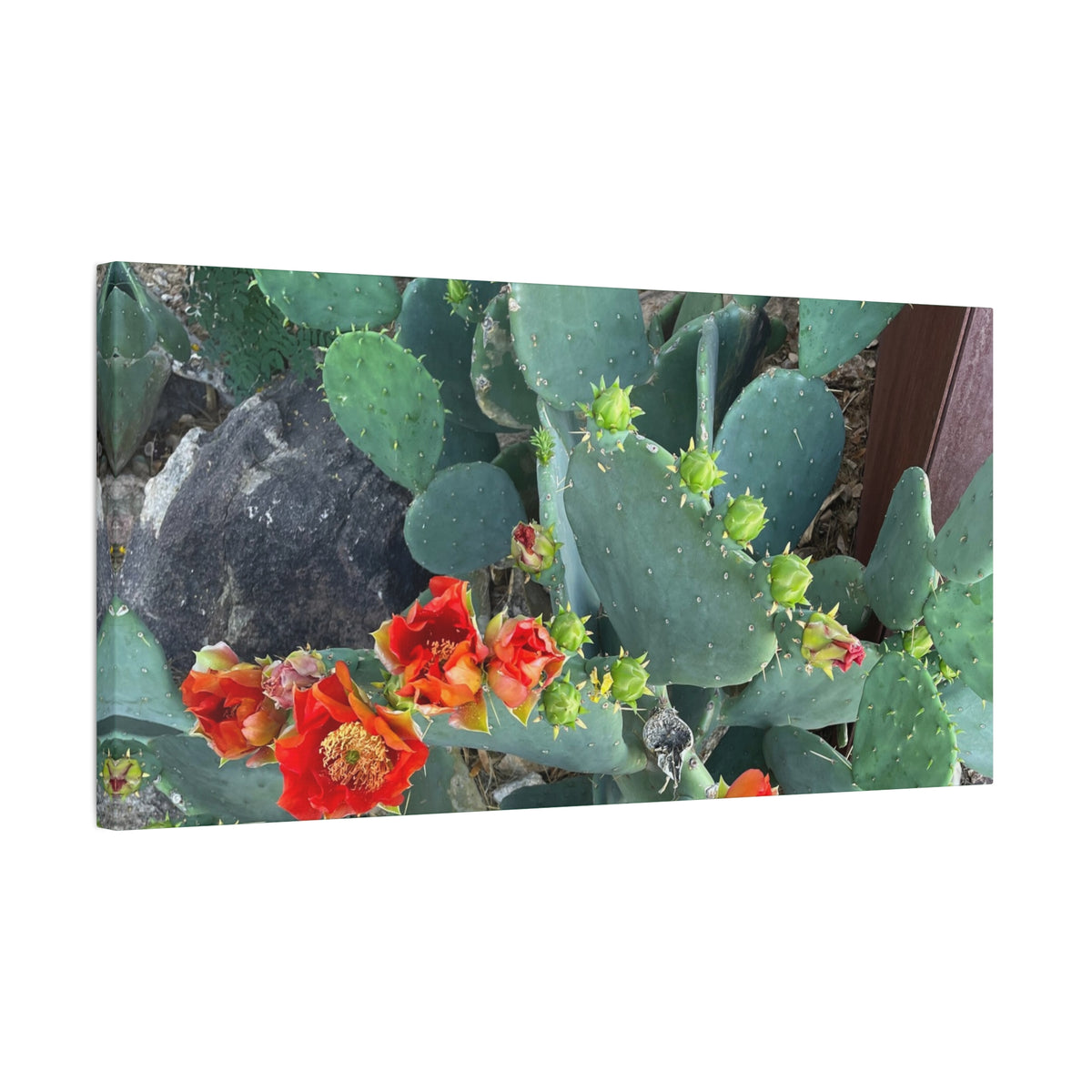 Canvas Print - Cactus Theme