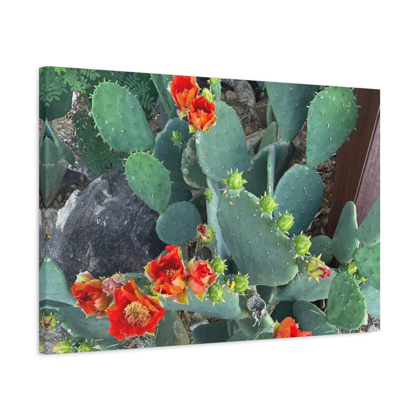 Canvas Print - Cactus Theme