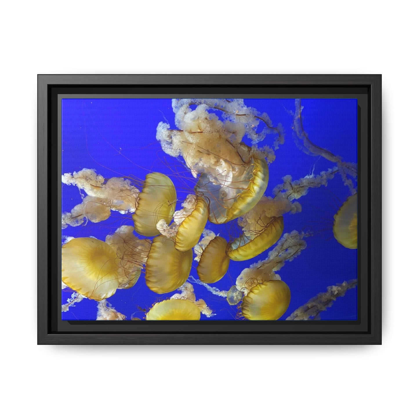 Framed Jellyfish Canvas Print — Golden Jellyfish on Deep Blue Matte