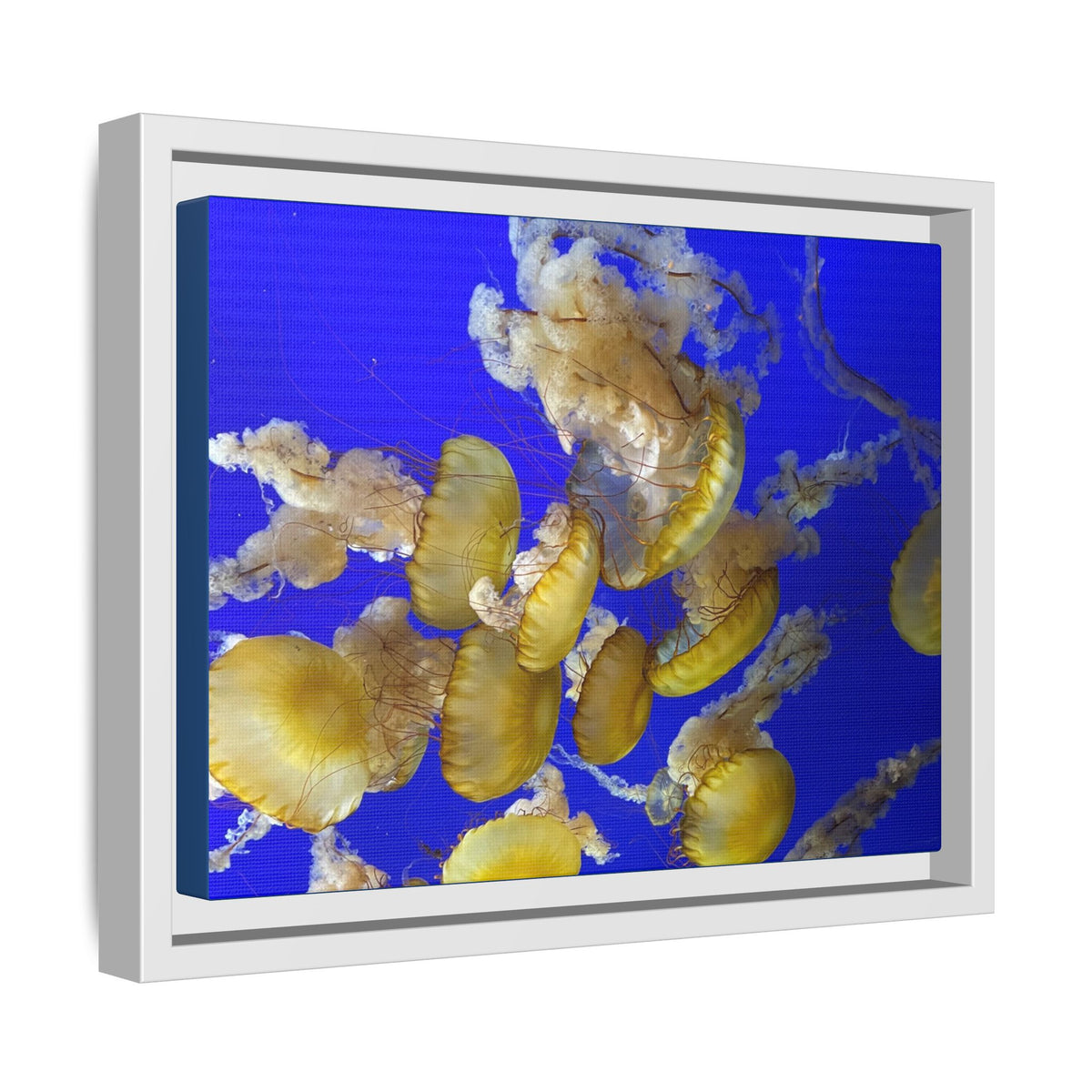 Framed Jellyfish Canvas Print — Golden Jellyfish on Deep Blue Matte