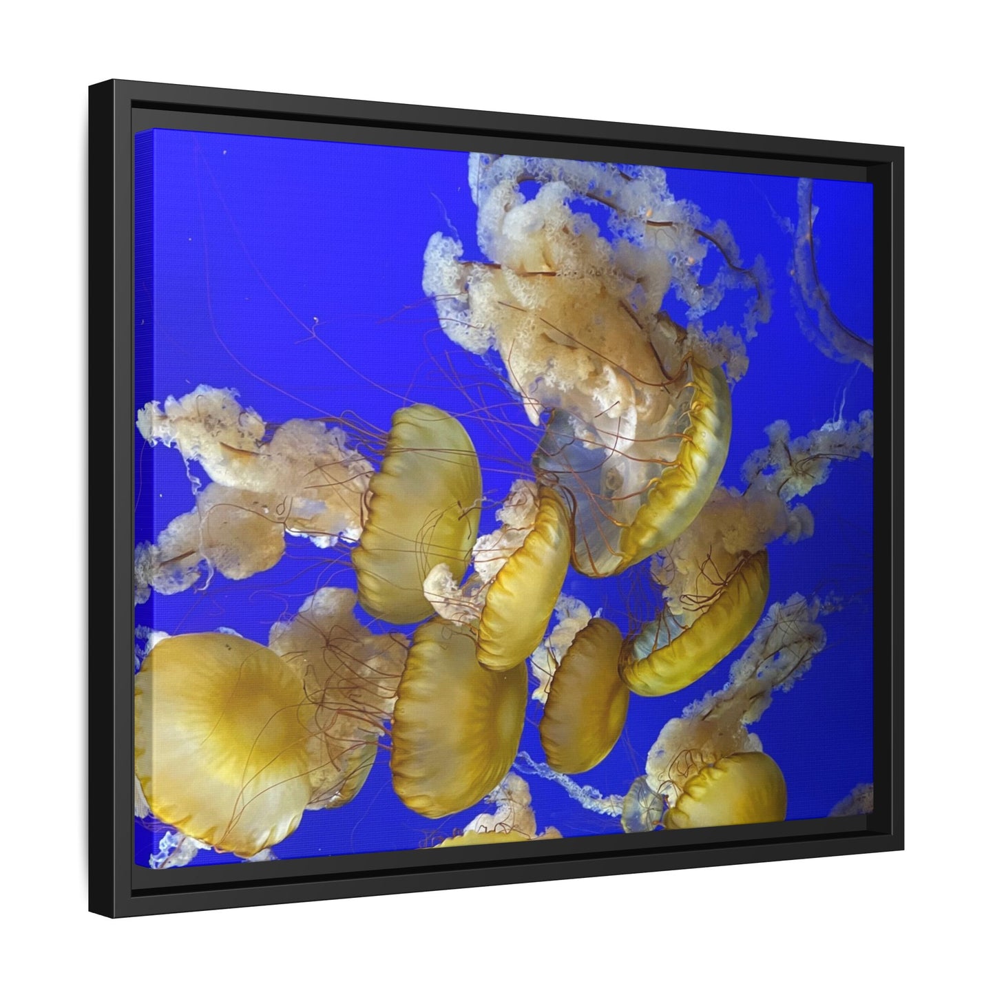 Canvas Wall Art - Jellyfish Theme
