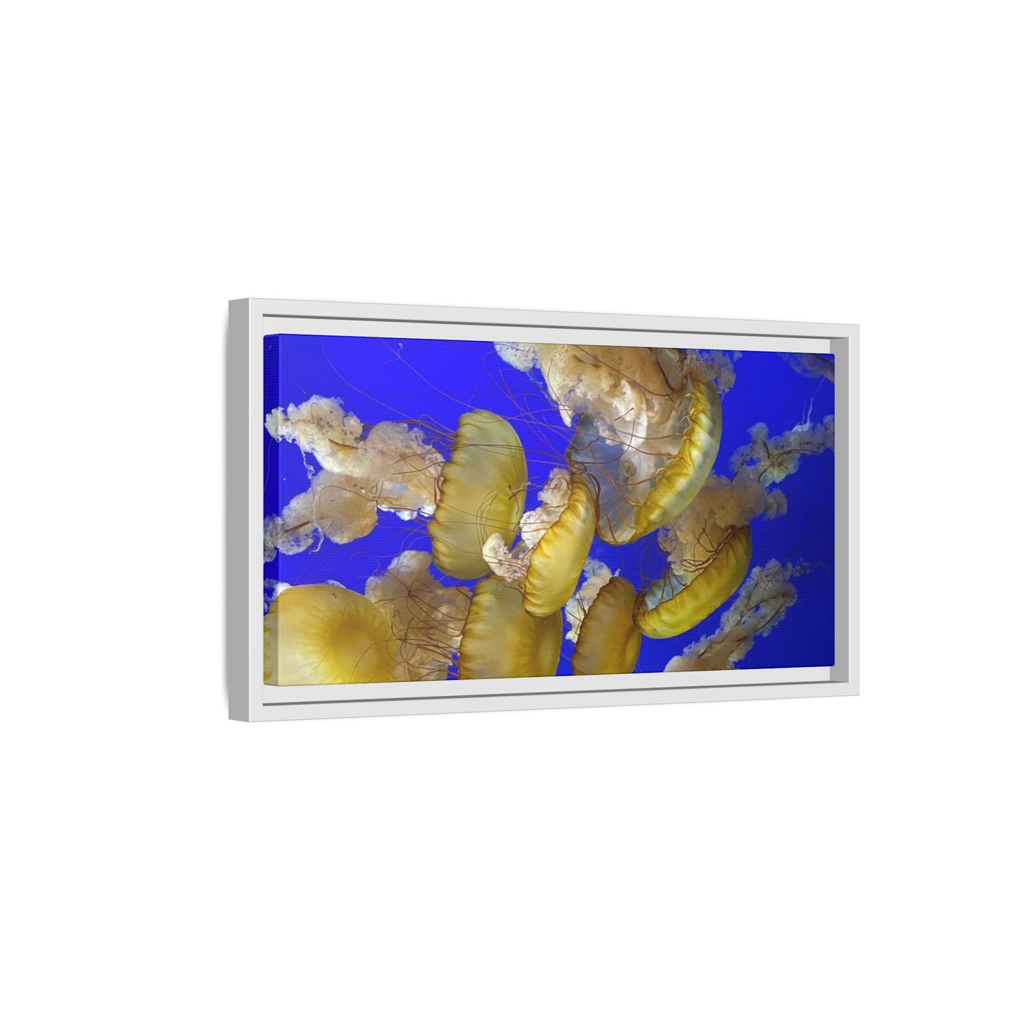 Canvas Wall Art - Jellyfish Theme