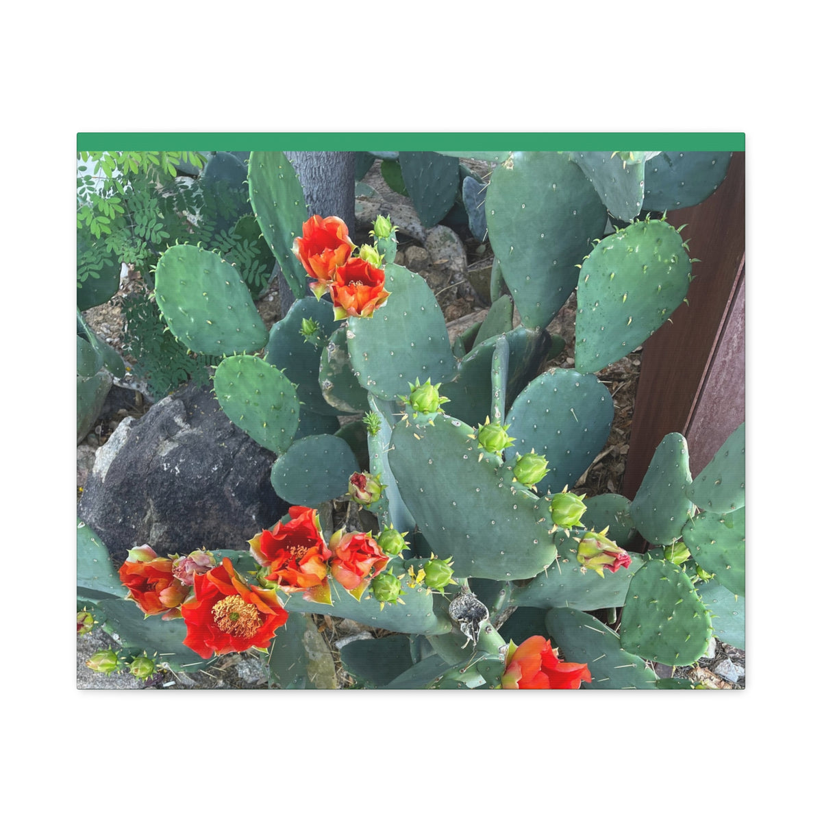 Canvas Print - Cactus Theme