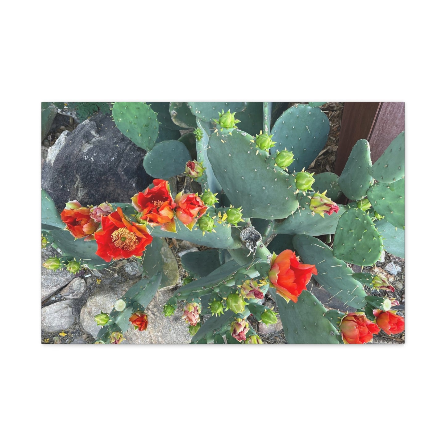 Canvas Print - Cactus Theme