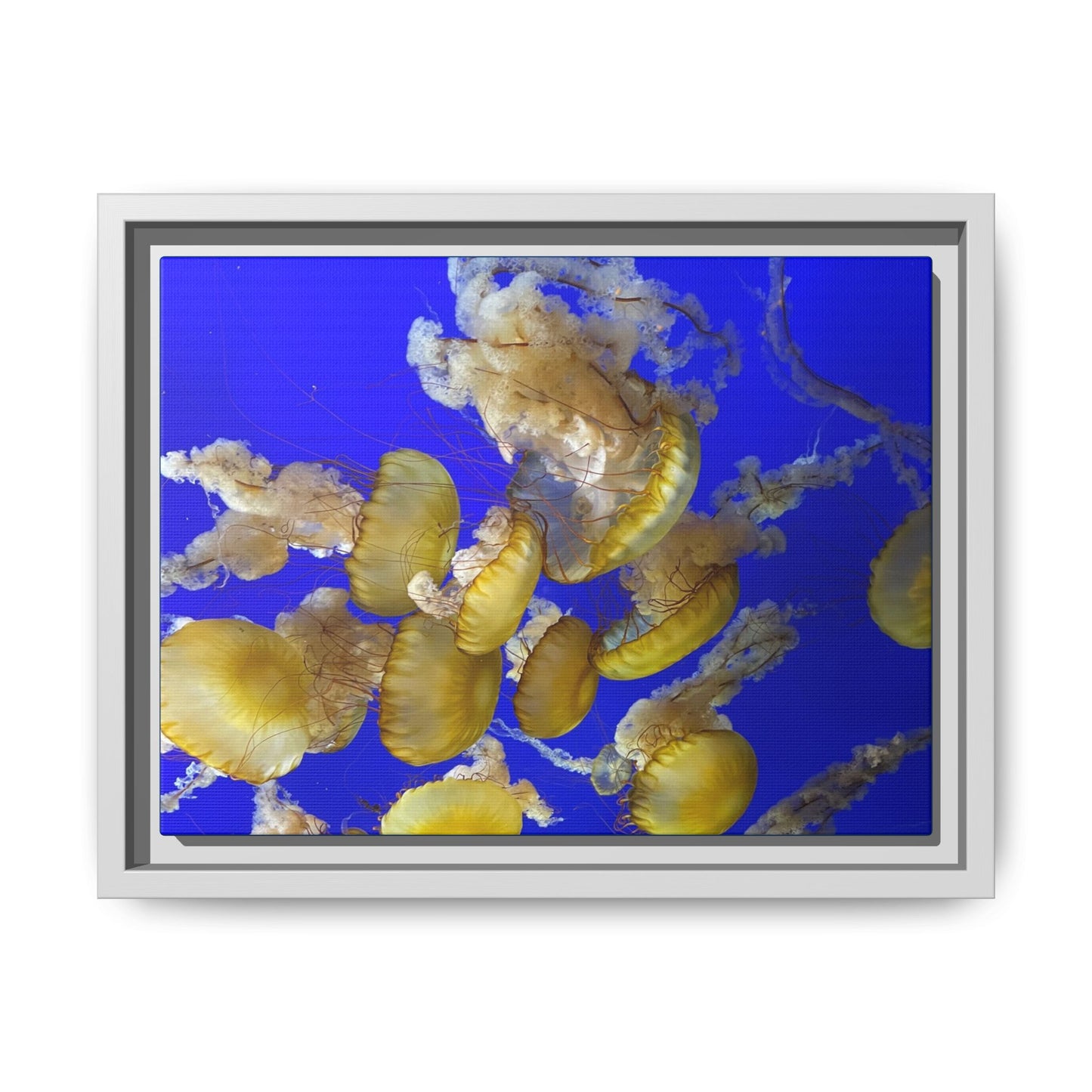 Framed Jellyfish Canvas Print — Golden Jellyfish on Deep Blue Matte