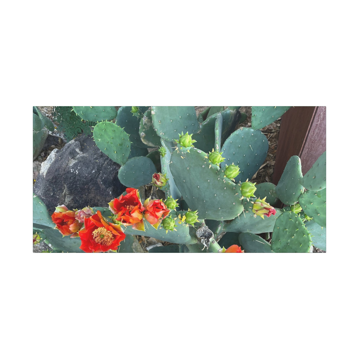 Canvas Print - Cactus Theme