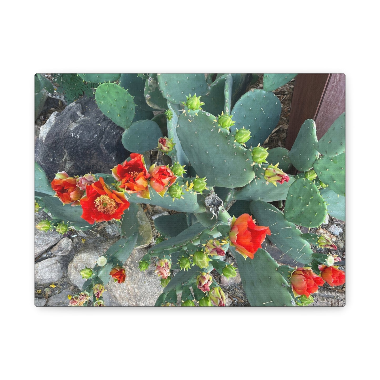 Canvas Print - Cactus Theme