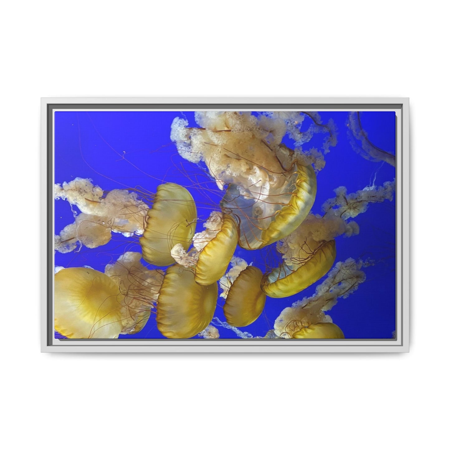 Canvas Wall Art - Jellyfish Theme