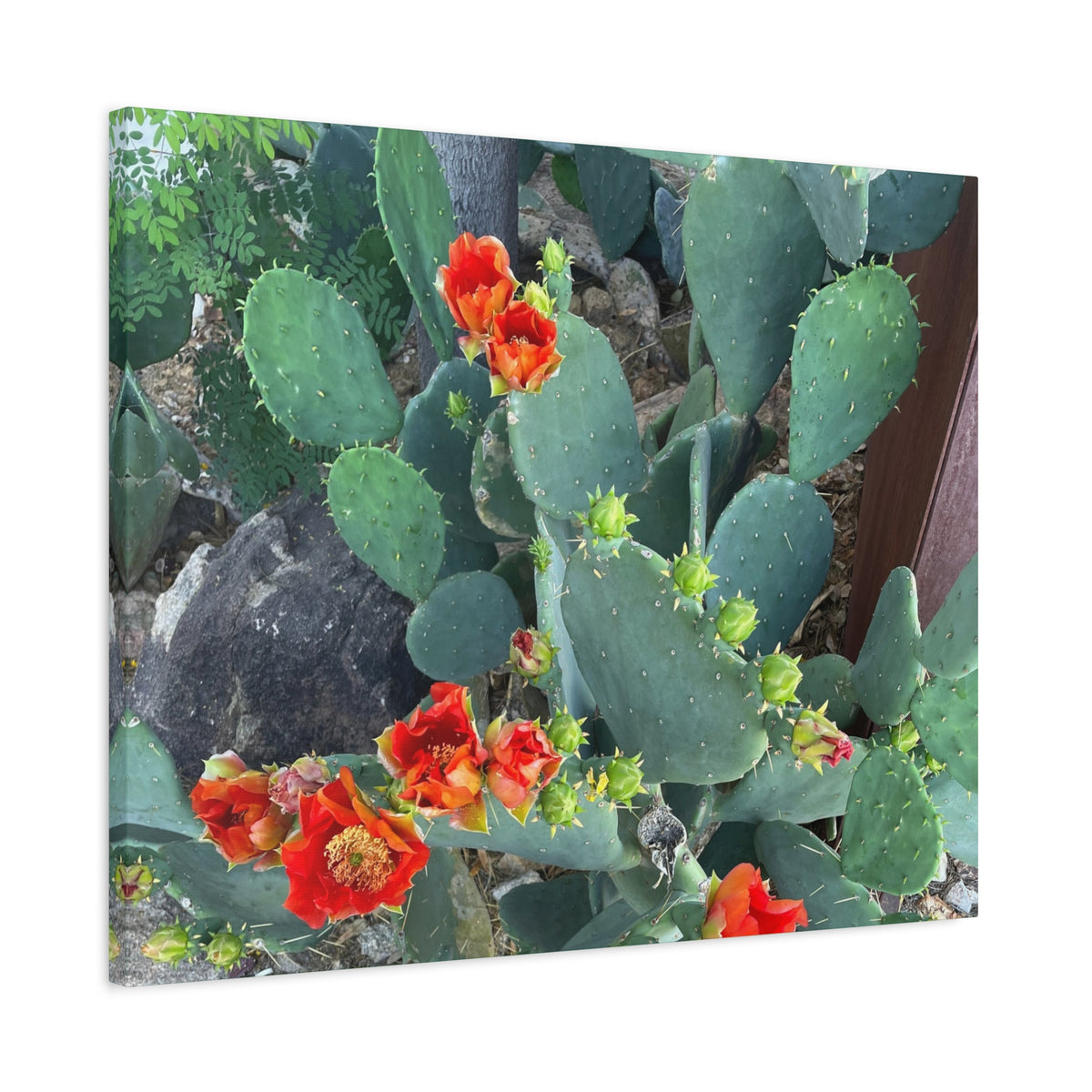 Canvas Print - Cactus Theme