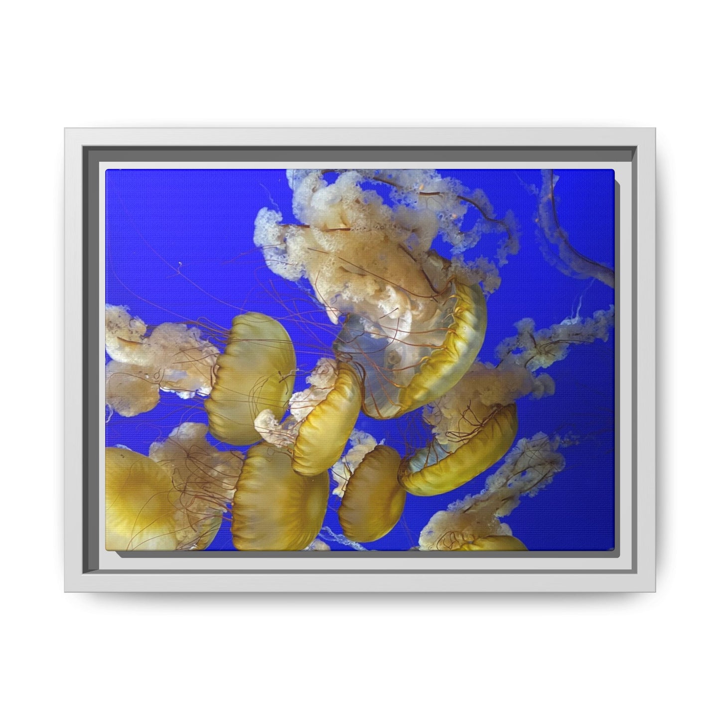 Canvas Wall Art - Jellyfish Theme