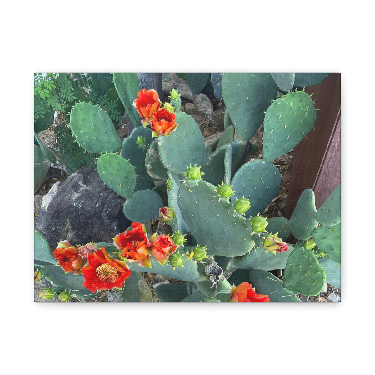 Canvas Print - Cactus Theme