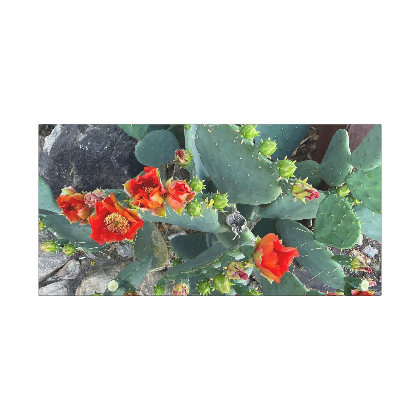 Canvas Print - Cactus Theme