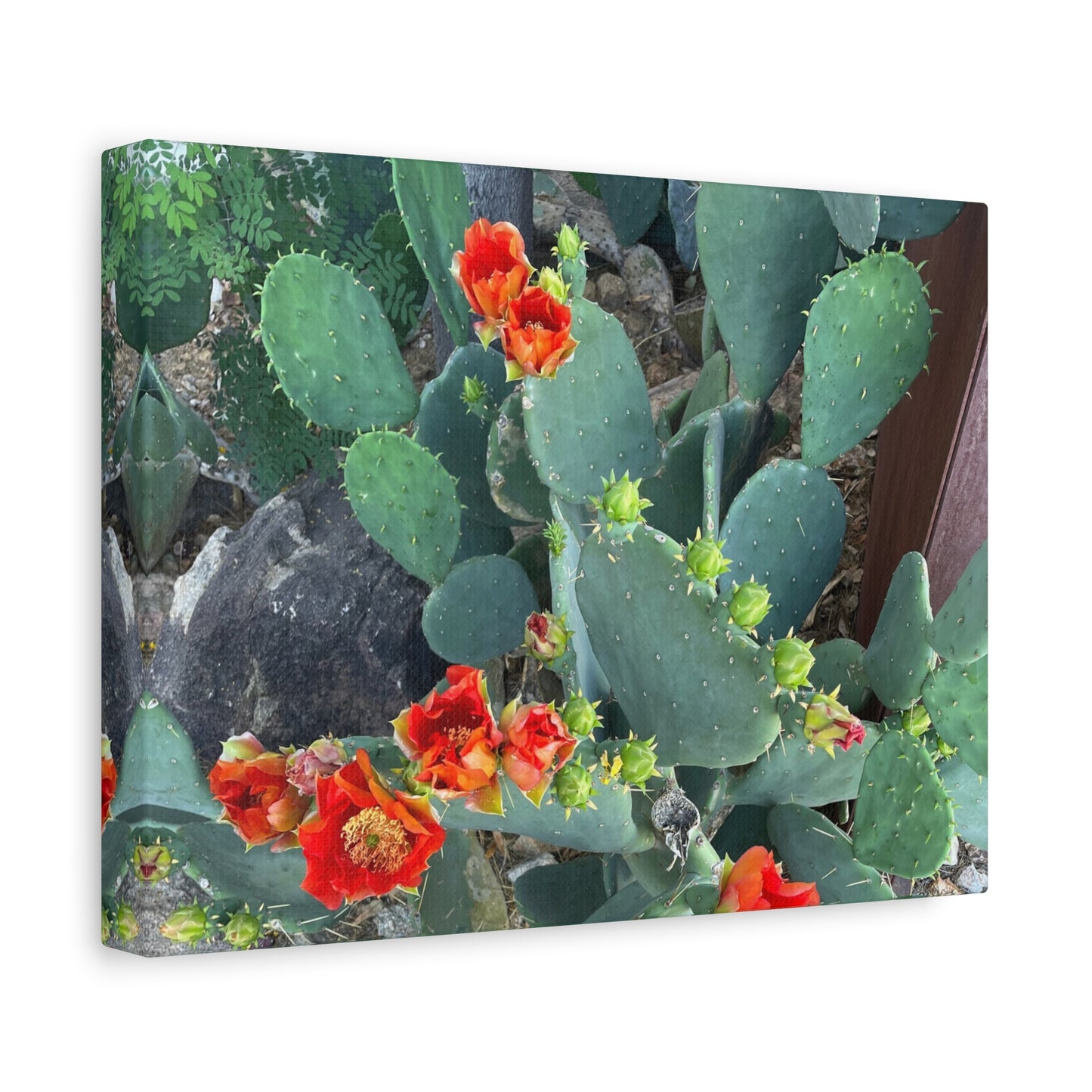 Canvas Print - Cactus Theme