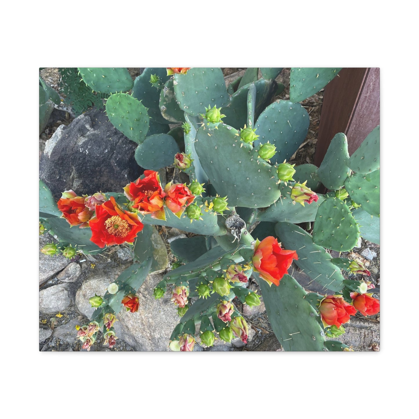 Canvas Print - Cactus Theme
