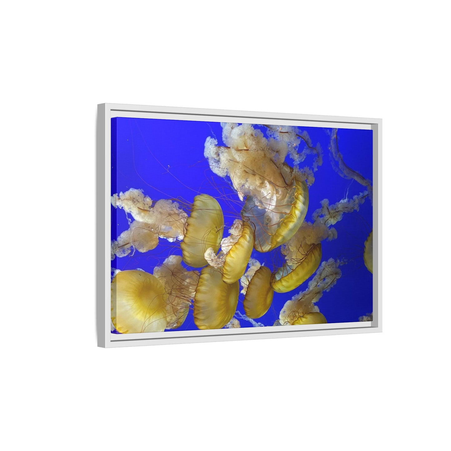 Canvas Wall Art - Jellyfish Theme
