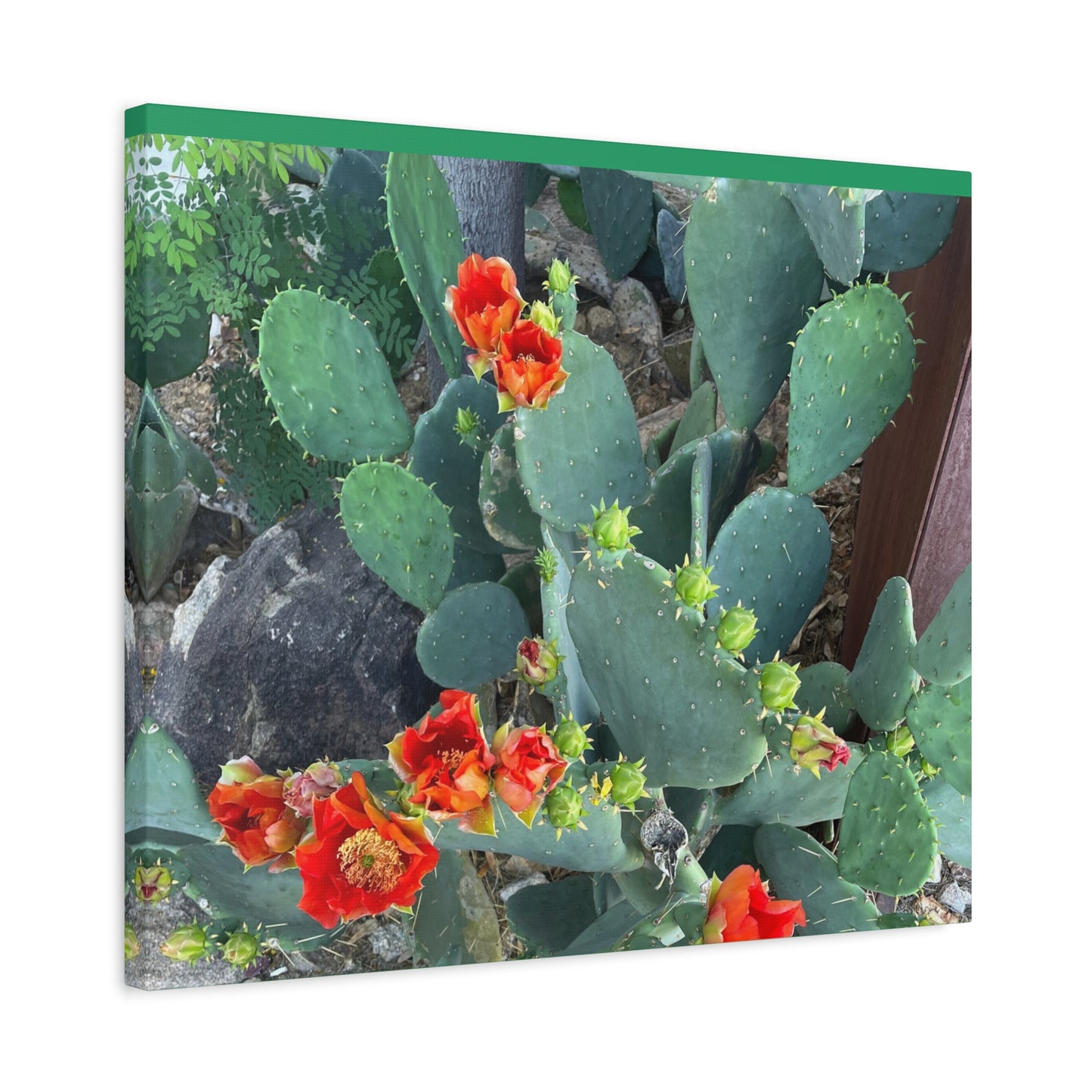 Canvas Print - Cactus Theme