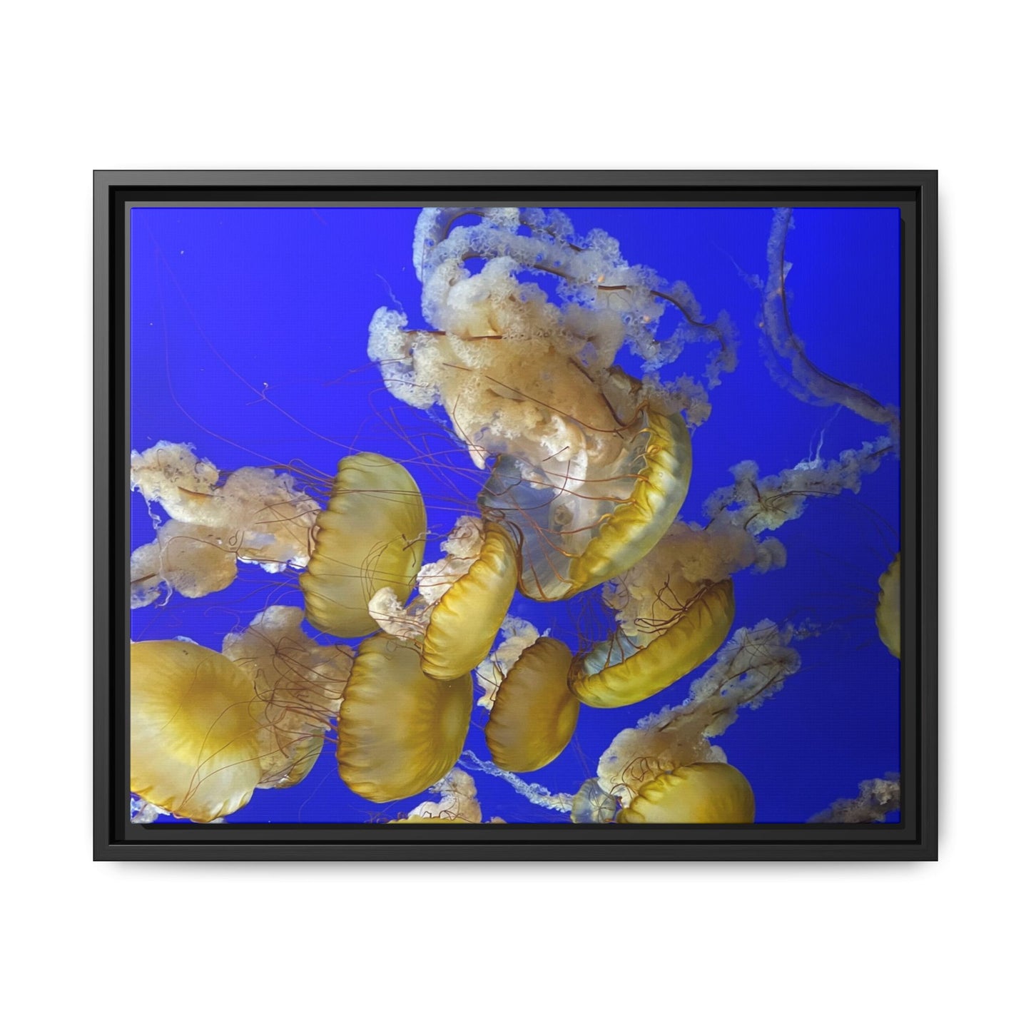 Canvas Wall Art - Jellyfish Theme