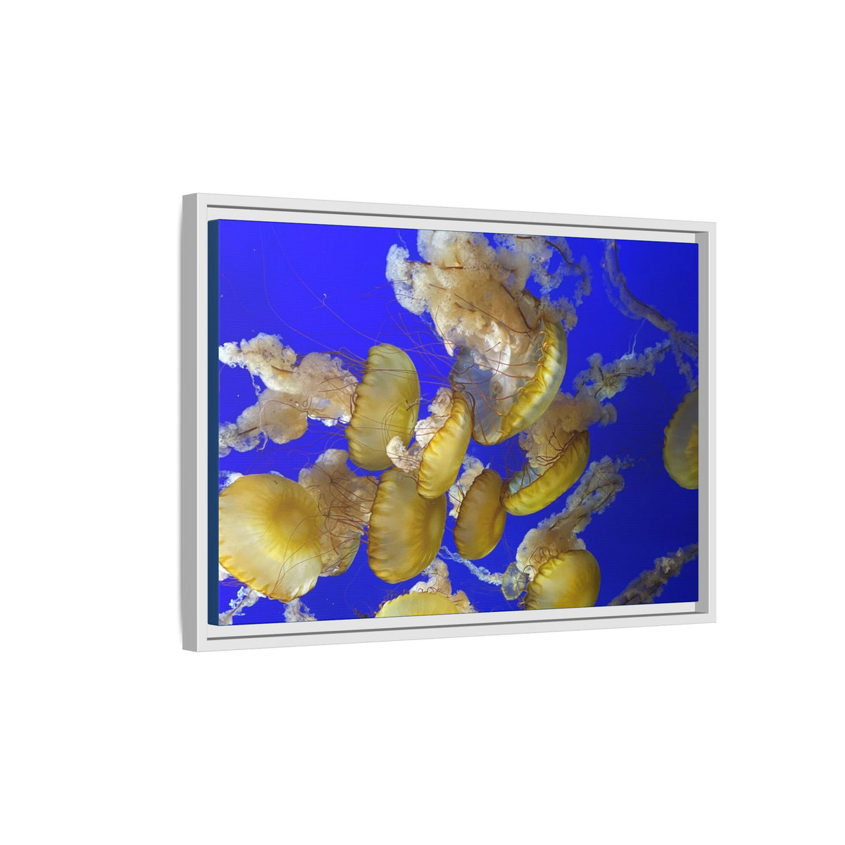 Framed Jellyfish Canvas Print — Golden Jellyfish on Deep Blue Matte
